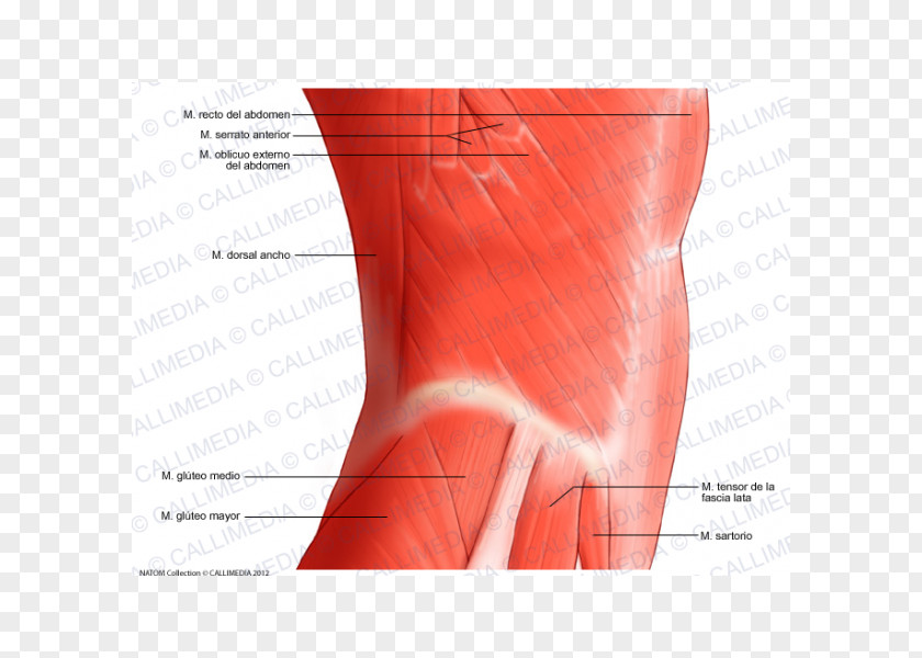 Abdominal Hip Abdomen Rectus Abdominis Muscle External Oblique PNG