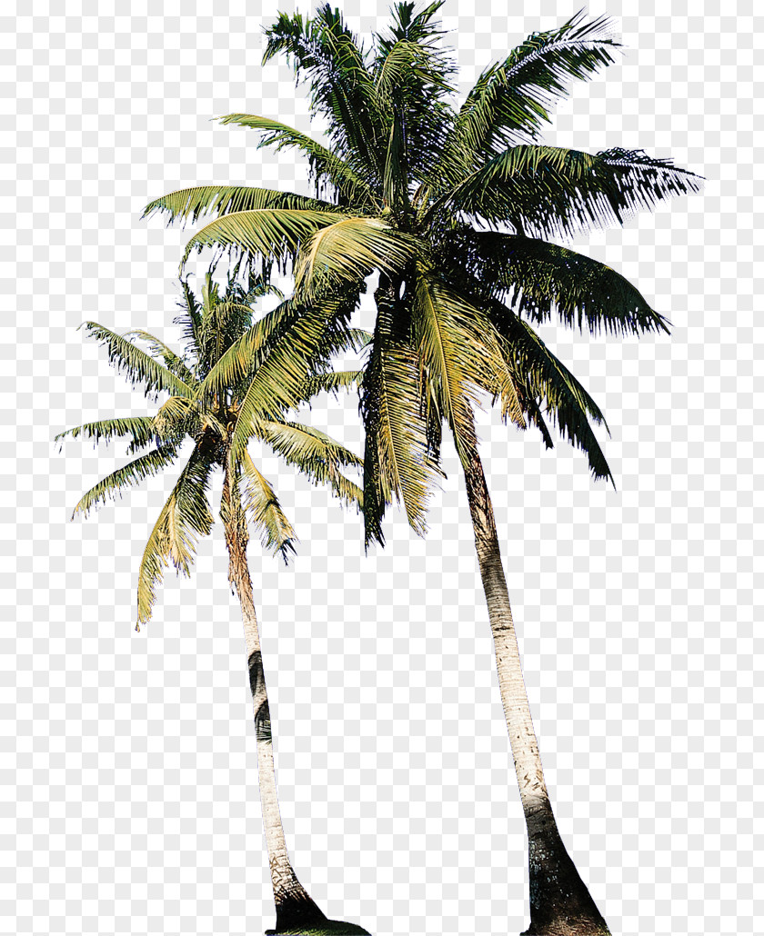 Coconut Asian Palmyra Palm Babassu Date Physical Therapy PNG