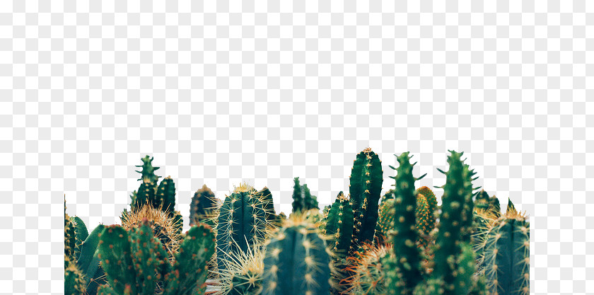 Green Cactus Lose Control (feat. Mxe3s) Physical Exercise Unsplash Photography PNG