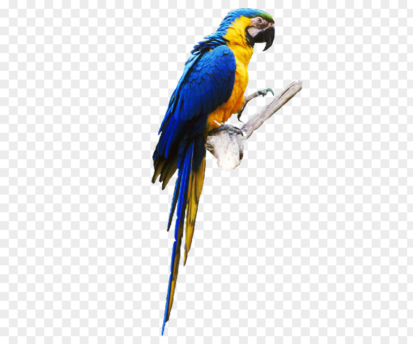 Parrot Budgerigar Lovebird True PNG