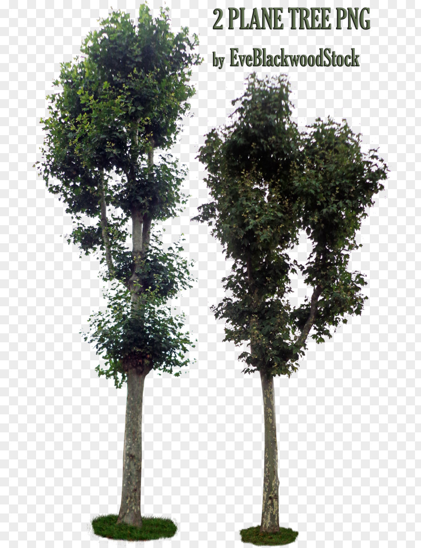 Stock Tree Plant Shrub Please Leave Me A Note PNG