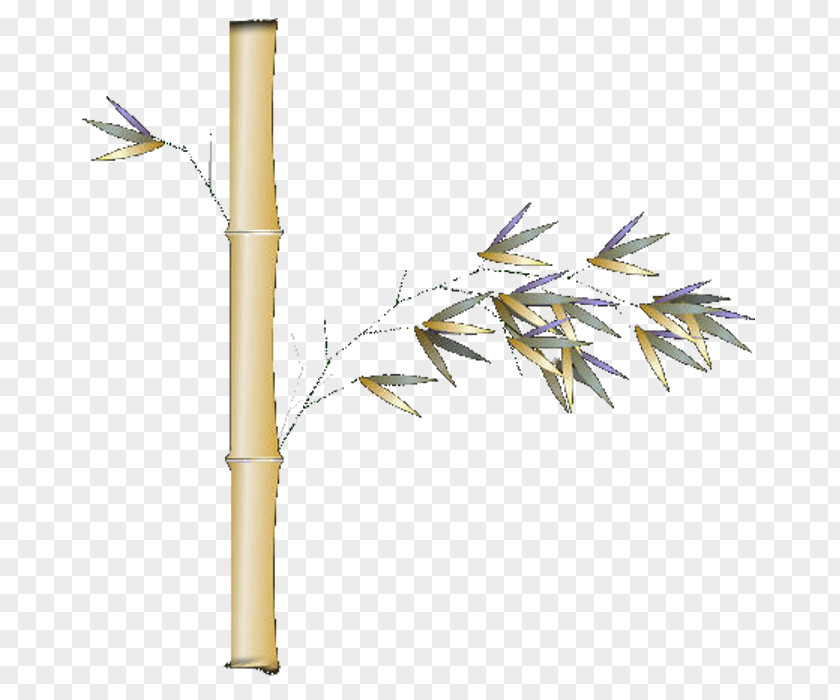Bamboo Bamboe Chrysanthemum PNG