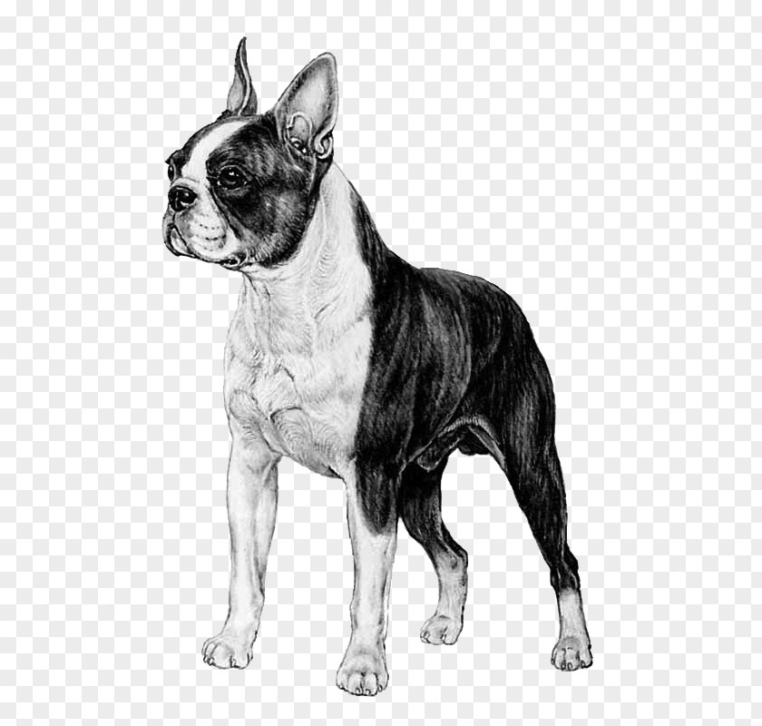 Boston Terrier Toy Bulldog French Dog Breed Companion PNG