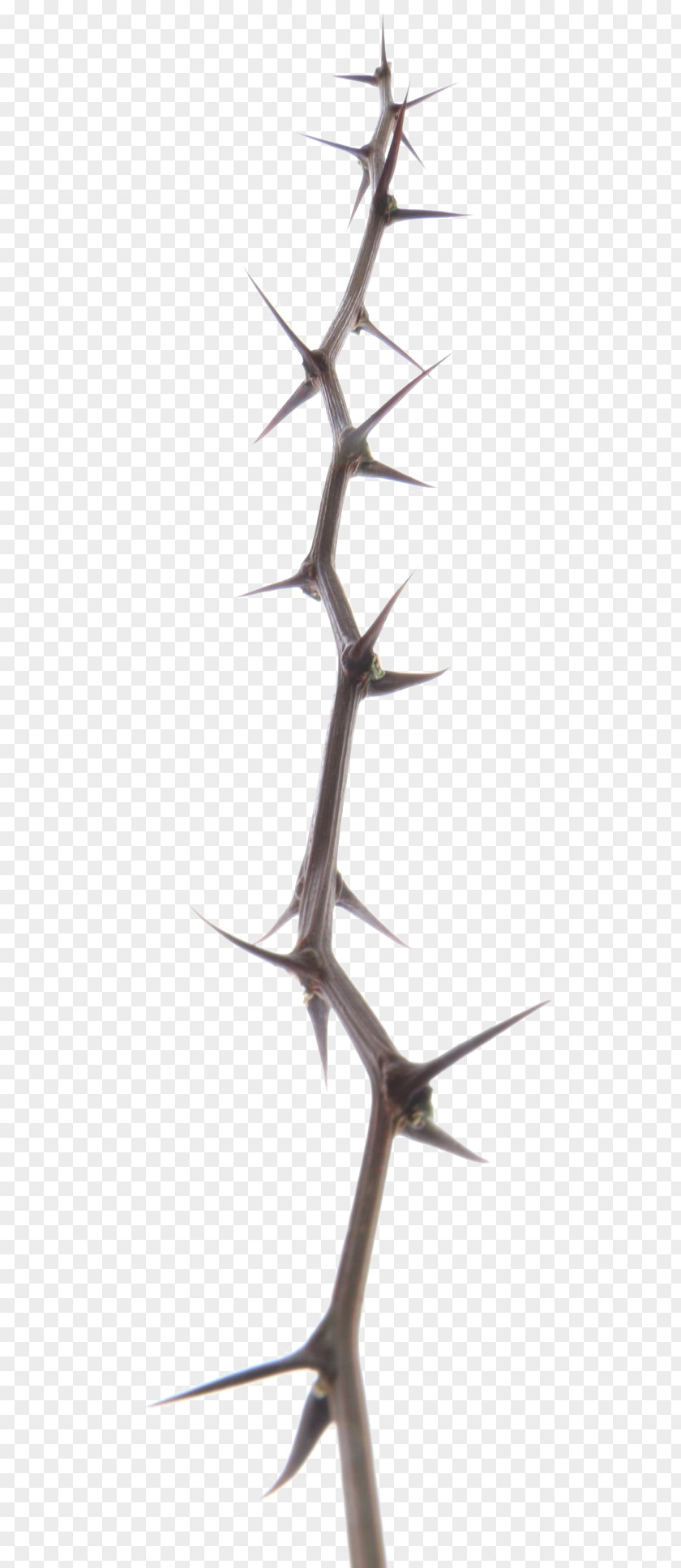 Needle Branch Paper Digital Image PNG