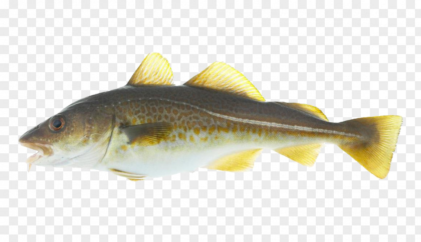Atlantic Cod Stockfish Alaska Pollock Salmon PNG