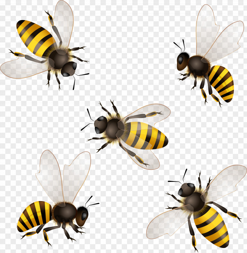 Bee Honey Insect Honeycomb PNG