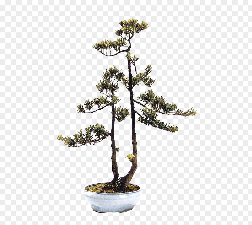 Bonsai Graphic Chinese Sweet Plum Image Blog Flowerpot PNG