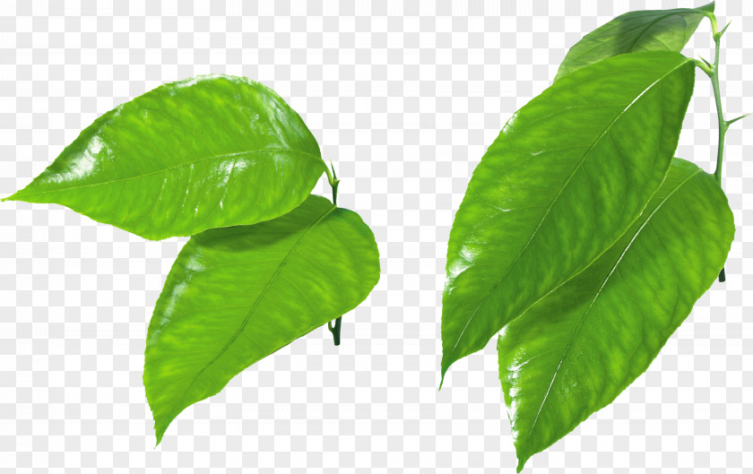 Green Leaf Clip Art PNG