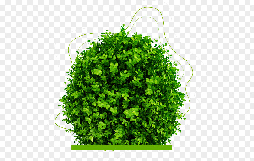 House Buxus Sempervirens Houseplant Evergreen PNG