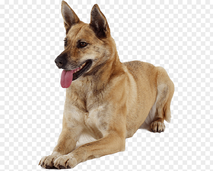 Hunde Canaan Dog Carolina Kunming Wolfdog Breed PNG