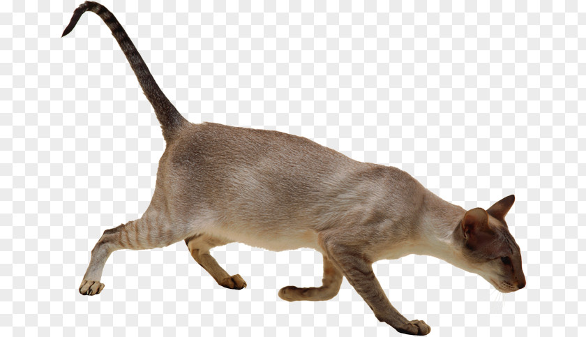 Kitten Domestic Short-haired Cat Burmese Siamese Whiskers PNG