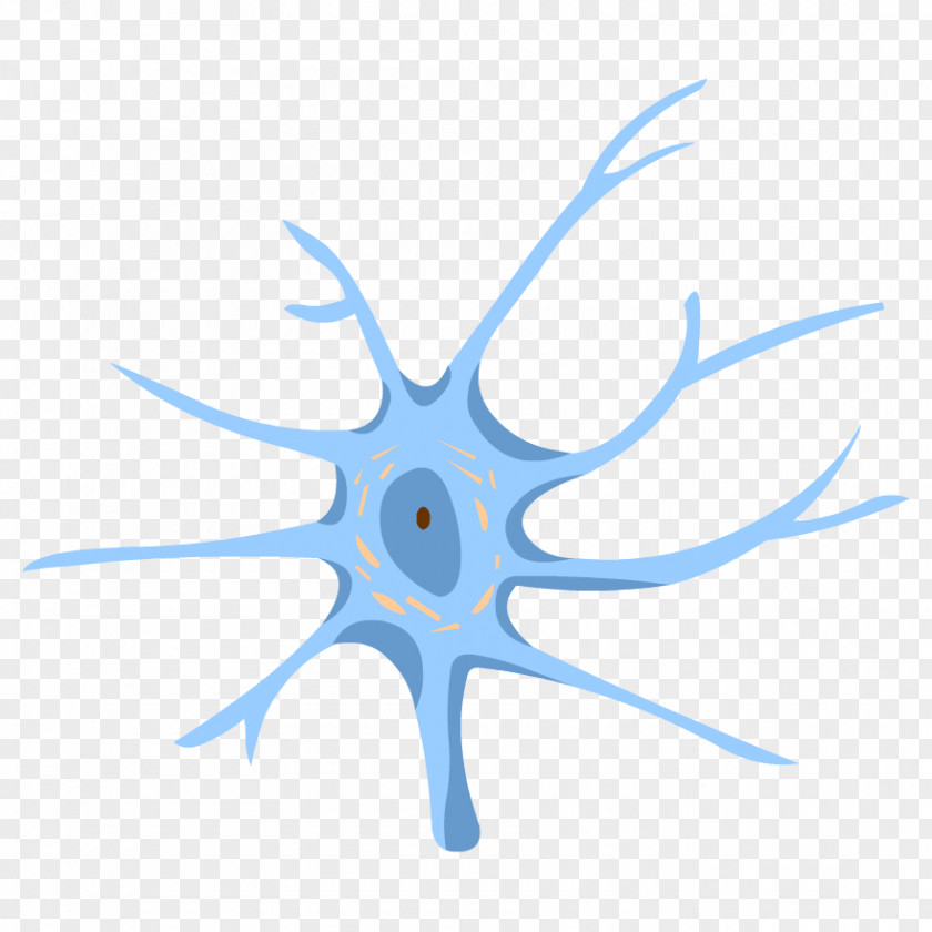 Nervous System Central Nerve Neuron Human Body PNG