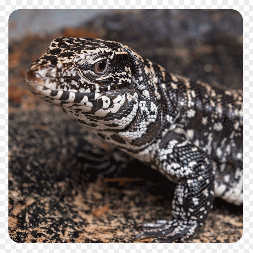 Seaworld Gila Monster Terrestrial Animal Heloderma PNG