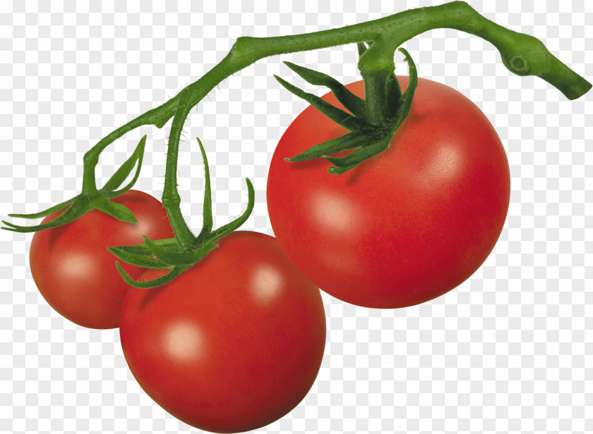 Clip Art Of Tomato Cherry Bush Grape Plum PNG