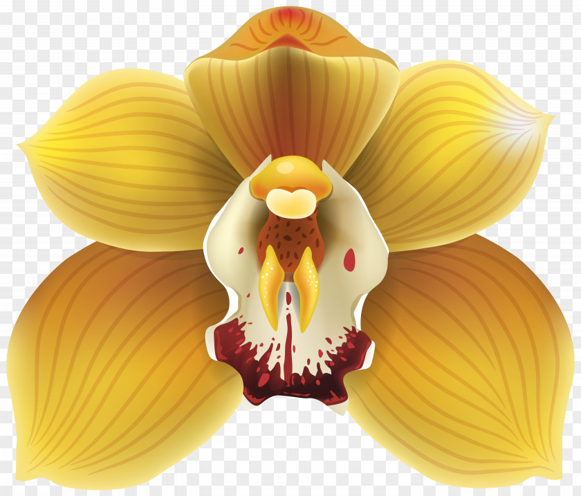 Flower Ansellia Cattleya Orchids Moth Clip Art PNG