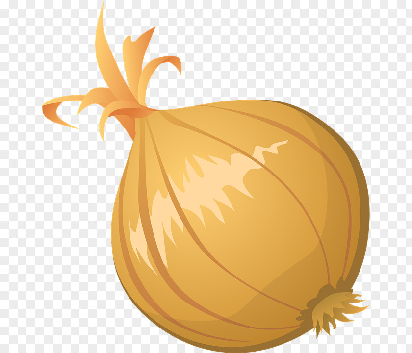 Onion Vector Clipart Free Content Clip Art PNG