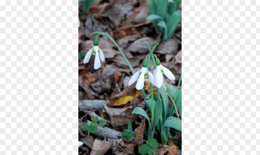 Peruvian Lily Snowdrop Wildflower PNG