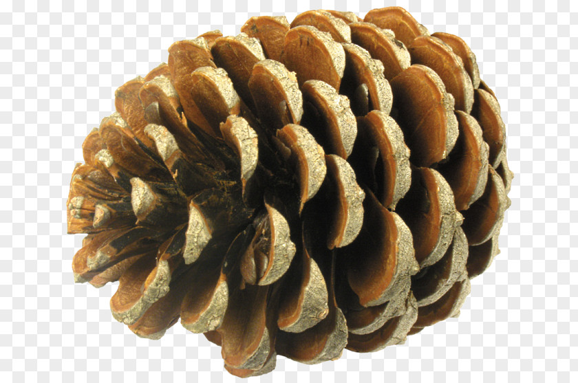 Tree Conifer Cone Pine Needle Spruce PNG