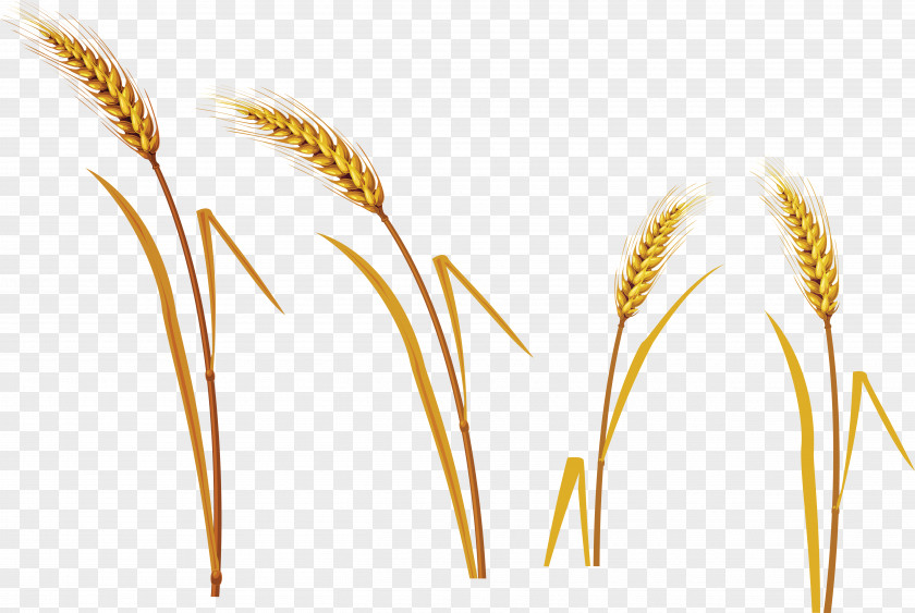 Wheat Kasha Caryopsis Oat PNG