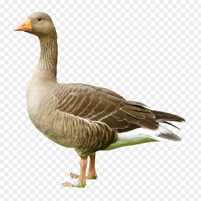 Goose Greylag Duck Cygnini Bird PNG