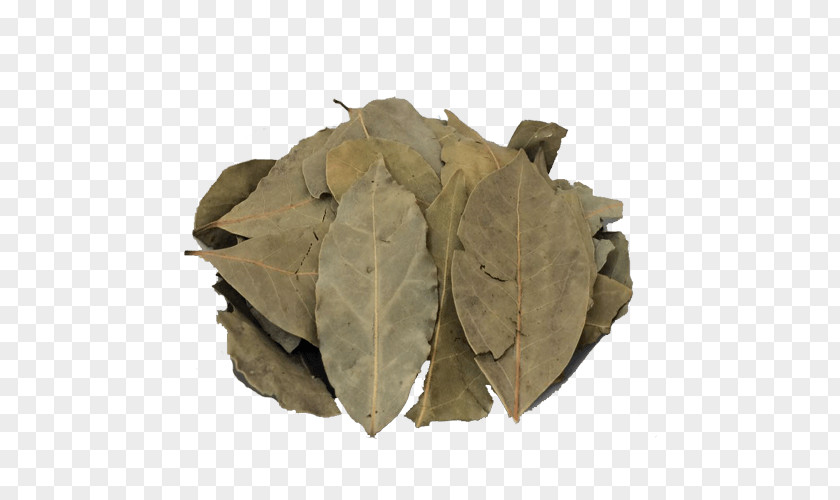 Leaf Bay Laurel Food Spice PNG