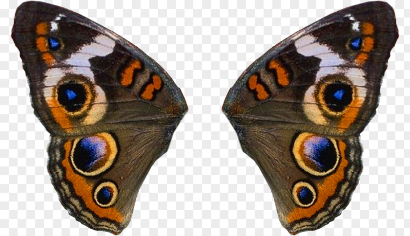 Butterfly Wings Common Buckeye Fairy Butterflies And Moths Clip Art PNG