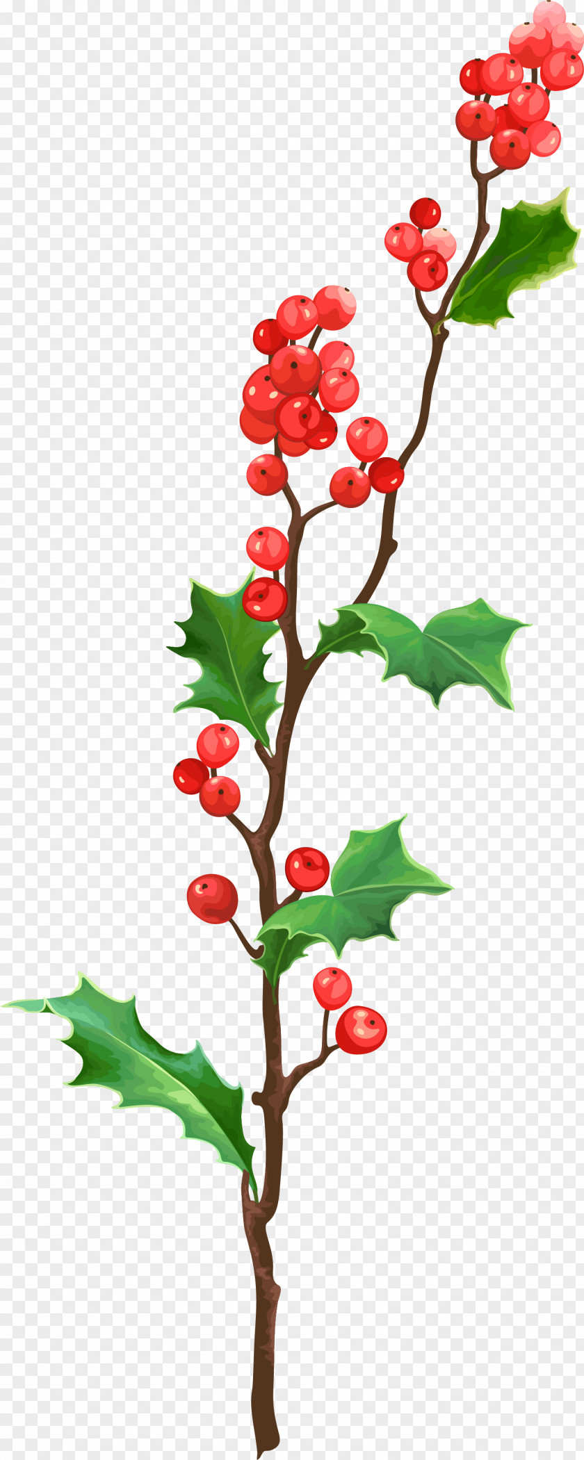 Christmas Plant Material PNG
