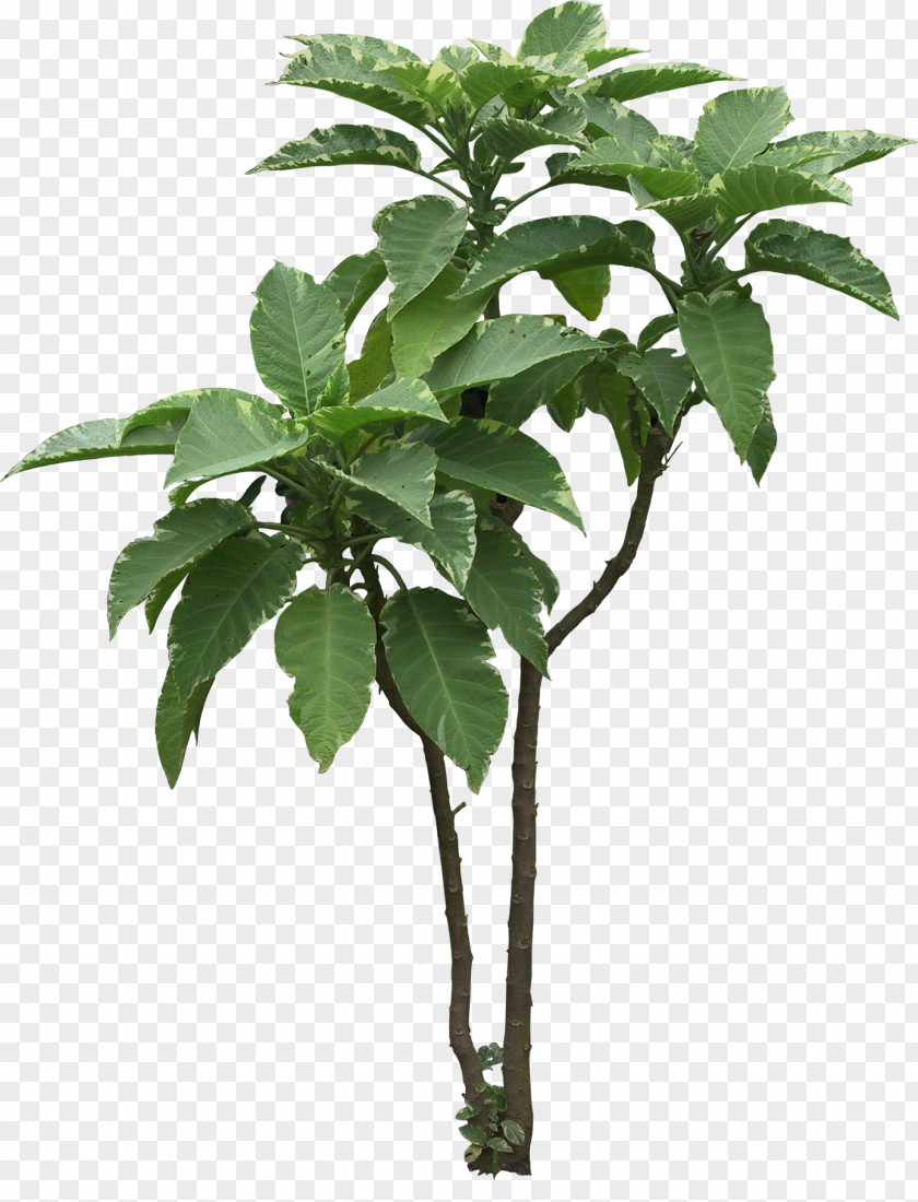 European-style Flower Vine Tree Plant Arecaceae PNG