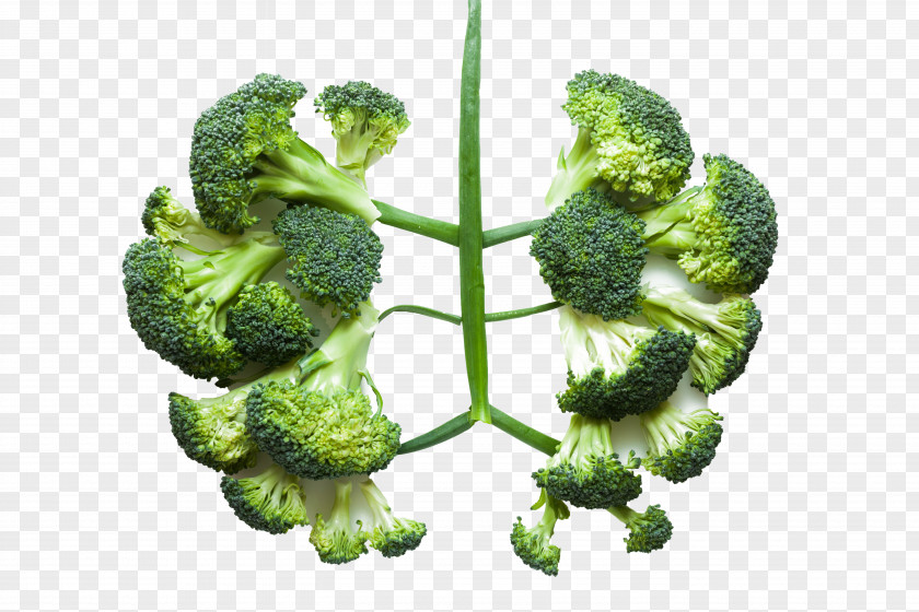 Healthy Vegetable Broccoli Lung Health Disease PNG
