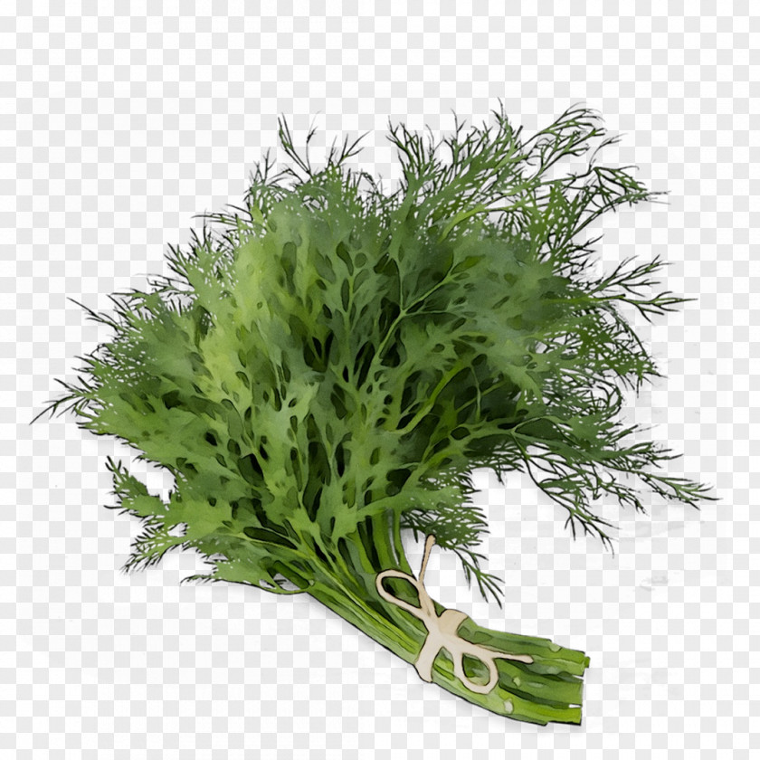 Parsley PNG