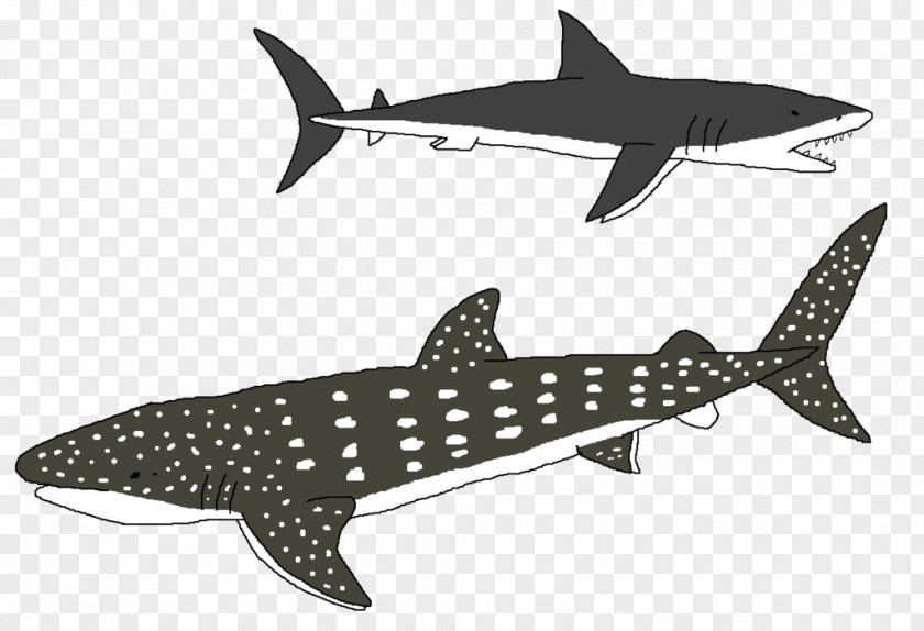 Tiger Shark Squaliform Sharks Requiem Marine Biology PNG