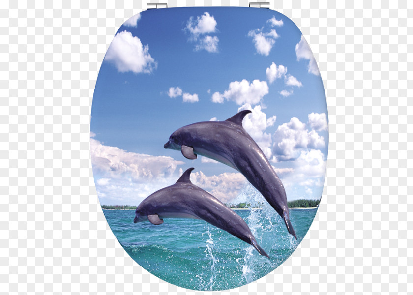 Toilet Common Bottlenose Dolphin Wholphin Rough-toothed Short-beaked Tucuxi PNG