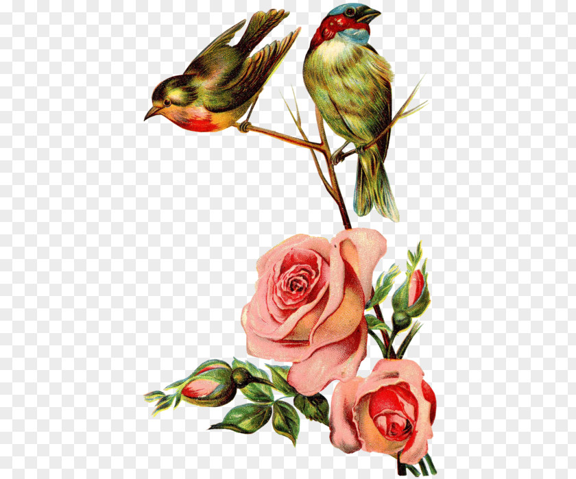 Flowers And Birds Post Cards Pink Greeting & Note Vintage Clothing Victorian Era PNG