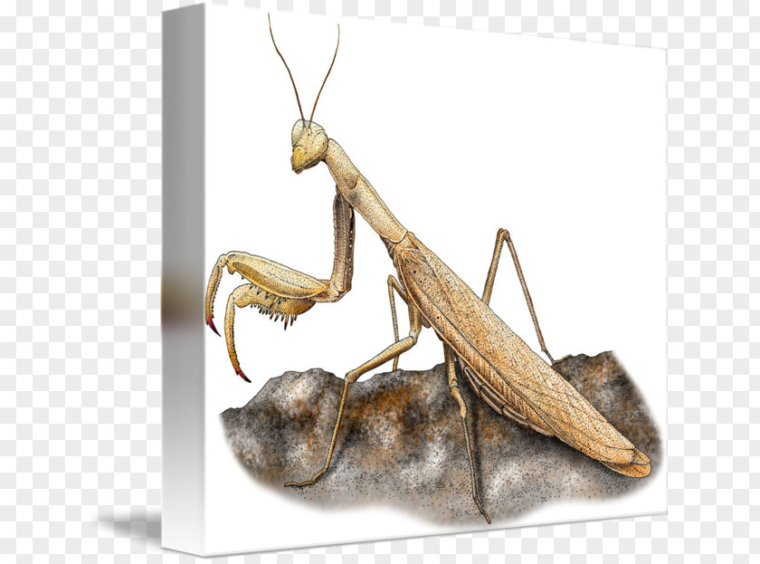 Insect Mantis Pest PNG