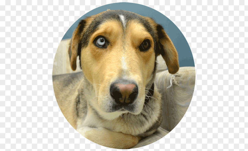 Permanent Residence Harrier American Foxhound English Treeing Walker Coonhound Beagle PNG