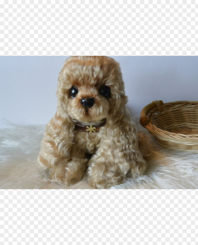 Puppy Miniature Poodle Toy Standard Cockapoo Schnoodle PNG