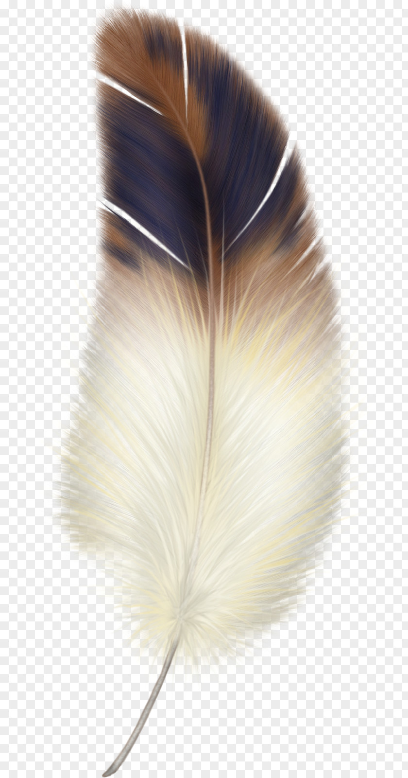 Watercolor Feather Bird Clip Art PNG