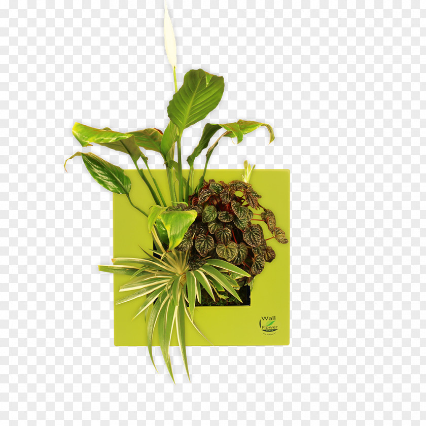 Wish Nature Leaf Nile PNG