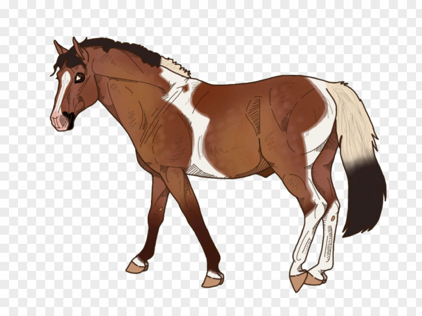 Banjo Horse Mane Foal Rein Stallion PNG