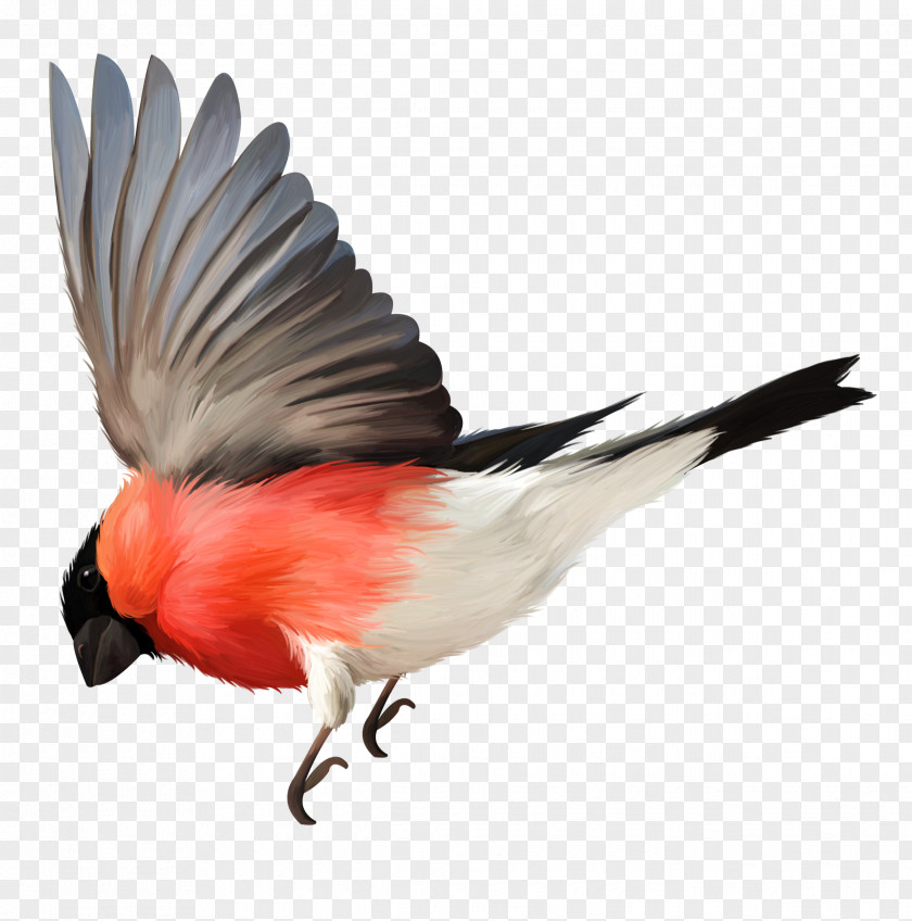 Bird Flight Beak Feather PNG