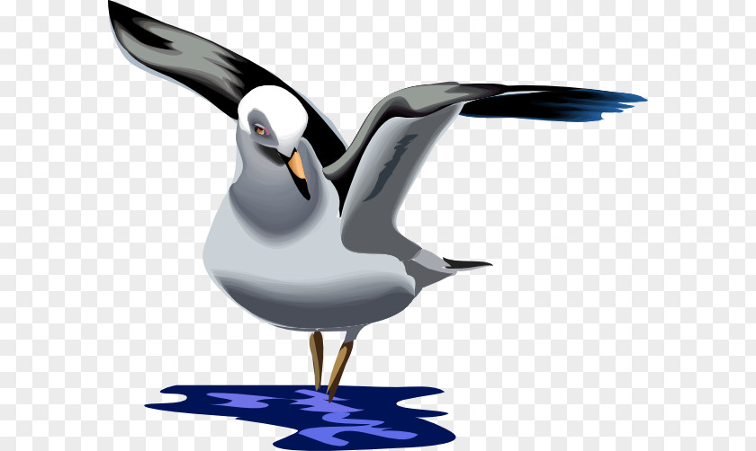 Dove Pigeon Picture Material Gulls Bird Animation Cartoon Clip Art PNG