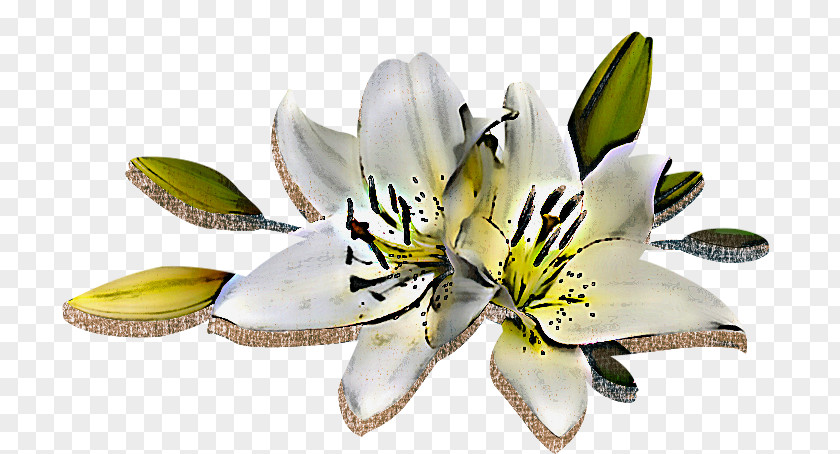 Flower White Lily Petal Plant PNG