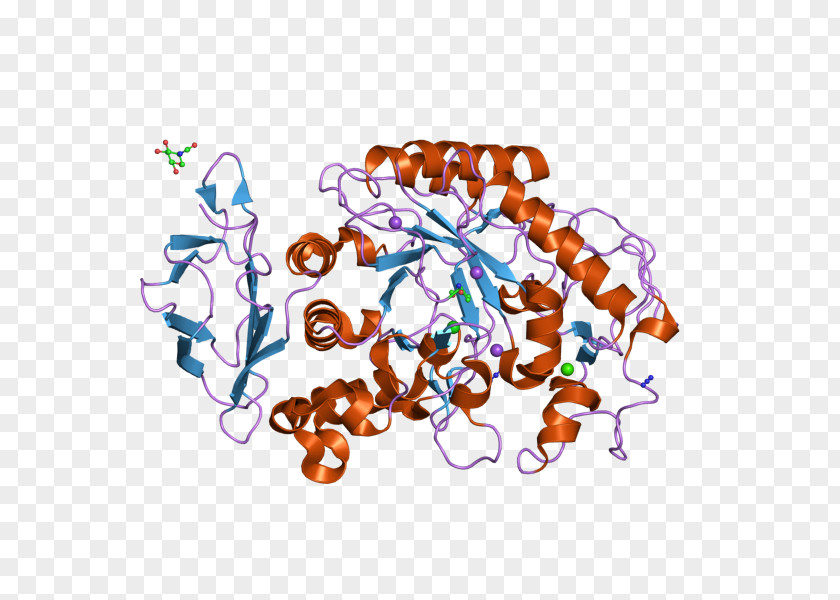 Alphaamylase AMY2A Alpha-amylase AMY1A AMY2B PNG