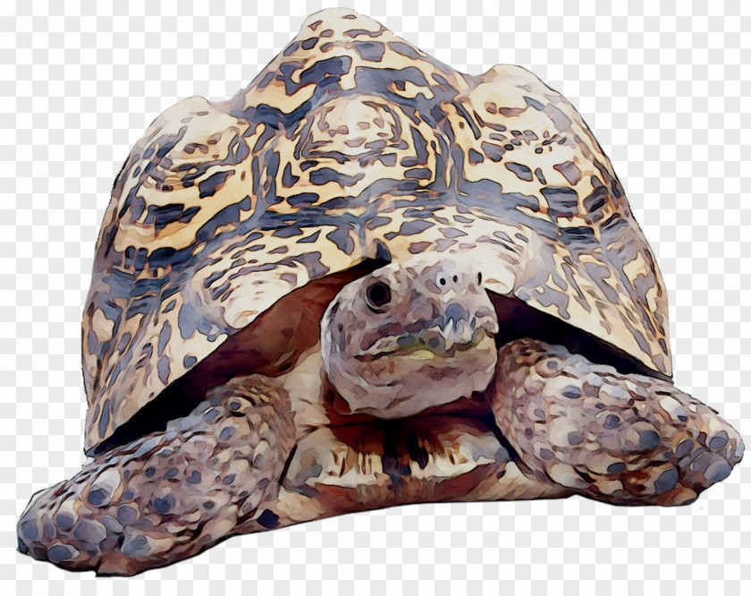 Box Turtles Tortoise Loggerhead Sea Turtle Terrestrial Animal PNG