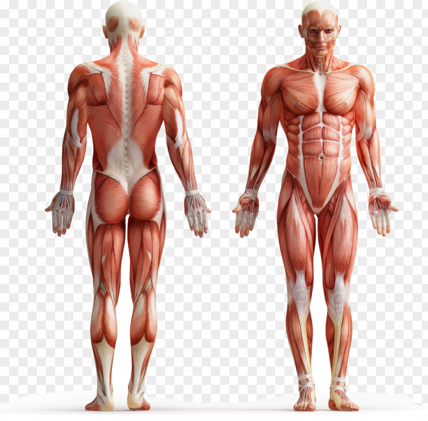 Human Body Muscle Tissue Muscular System Fluid PNG