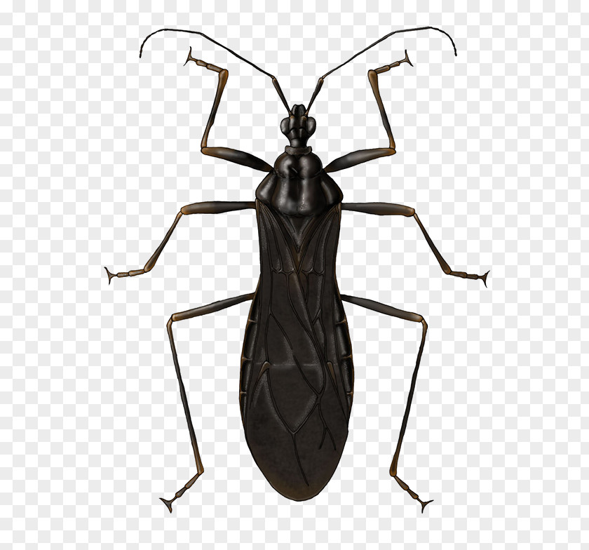 Insect PNG