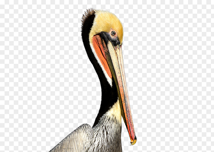 Pelican Products Beak Neck Animal PNG