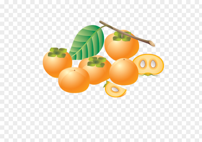 Persimmon Tomato Euclidean Vector Vegetable Fruit PNG