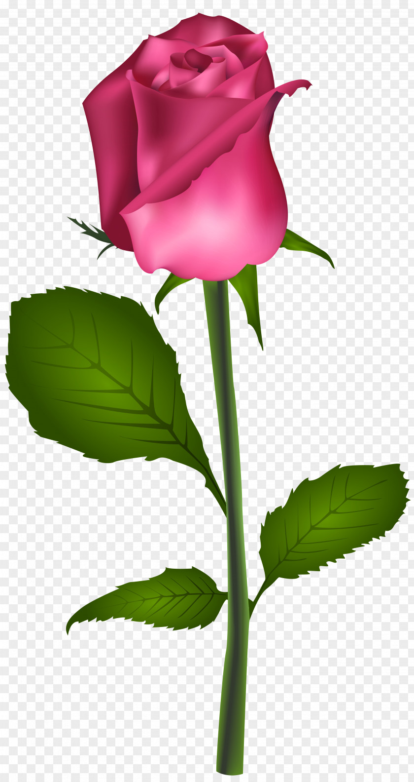 Pink Rose Transparent Clip Art Image Red Flower PNG
