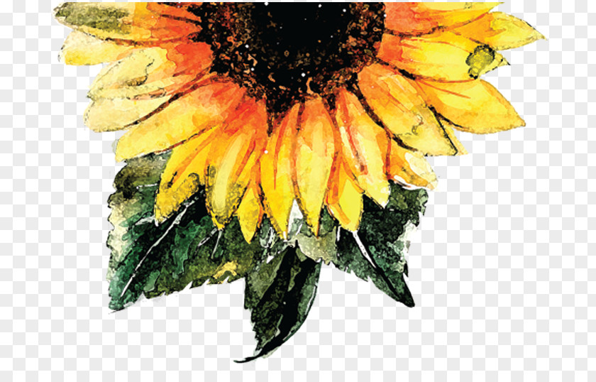 Watercolor Peony Common Sunflower Painting Seed PNG